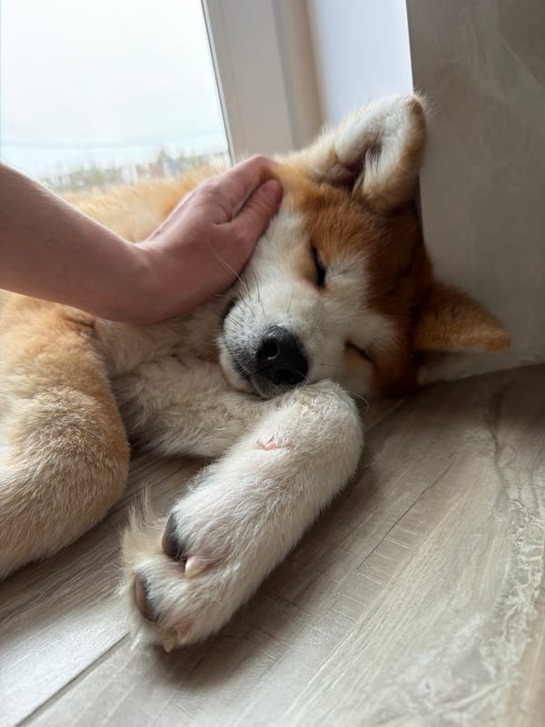 Tender pet moments captured in Chaikovsky home Sunday morning