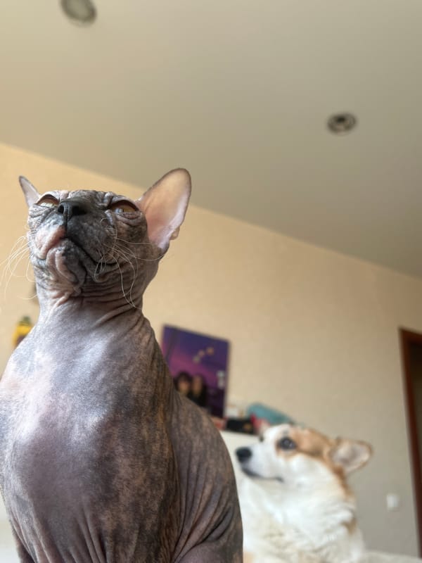 Pets and construction activity documented in Yekaterinburg