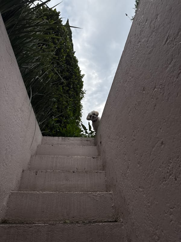 Small white dog spotted on stone wall in Mexico City