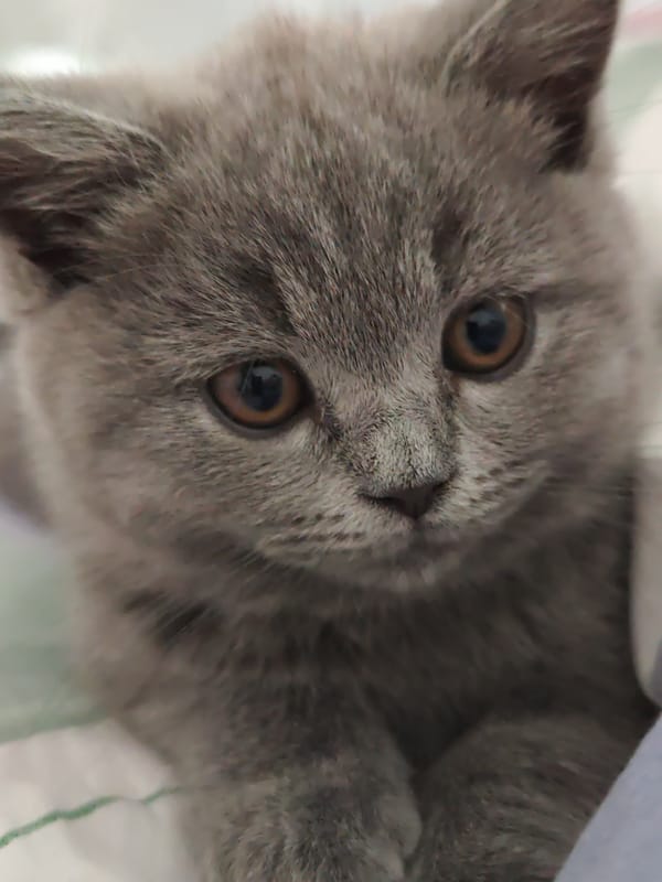Grey kitten's curious gaze, close up in Simferopol