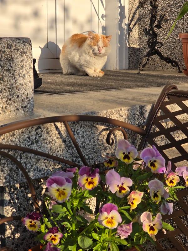 Early morning domestic life observed in Bulgarian village