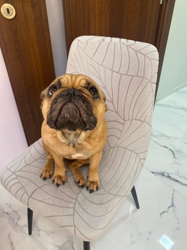 French Bulldog relaxes on chair in Sofia home