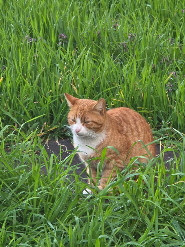 Sofia residents document pets, music, shopping in afternoon scenes