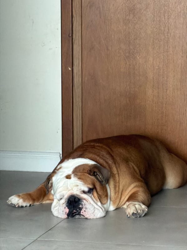 Bulldog spends quiet morning napping around Sofia home