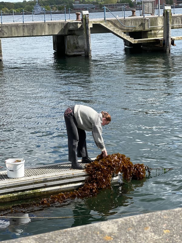 Seaweed harvesting observed at Kiel Fjord waterfront, Germany
