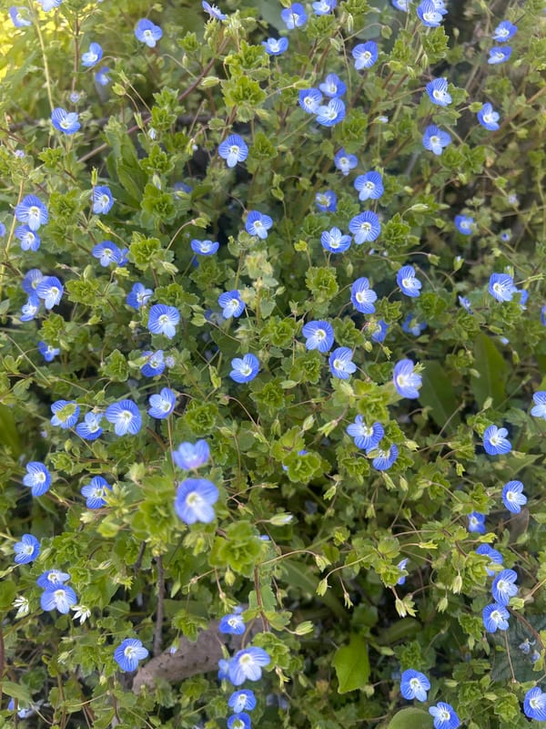 Dog spotted near blue flowers on pathway