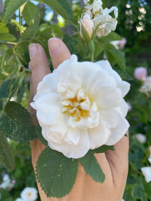 Summer morning in Kaliningrad: streets, gardens, and blooming flowers