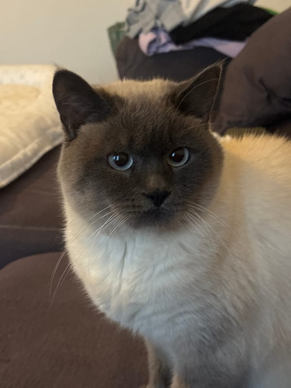 Siamese cat plays on colorful mat in Antwerp home