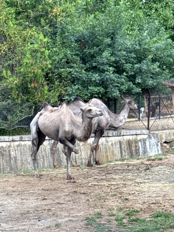 Bactrian camels at Sofia Zoo on a summer afternoon