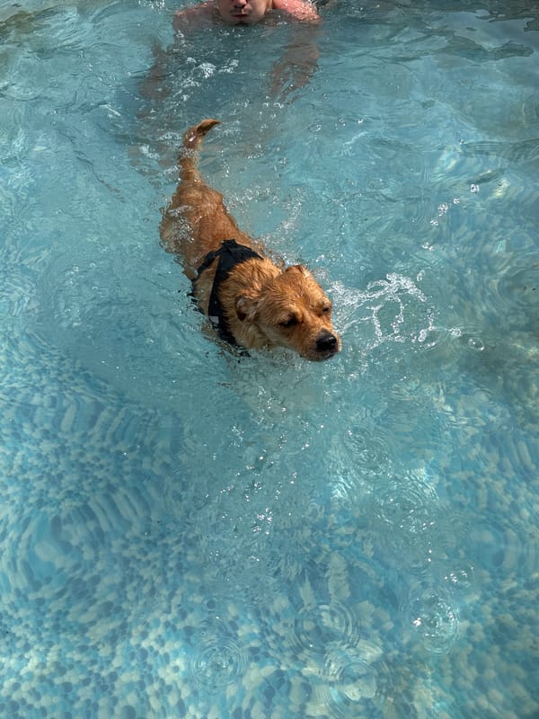 Dog gets a swimming session in a backyard pool in Russia