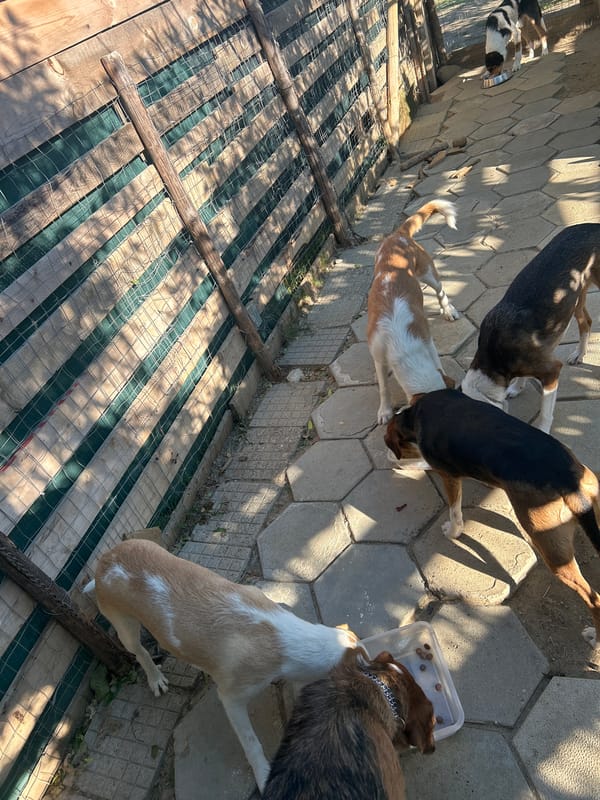 Dogs loitering on a sunny morning in Polenitsa, Bulgaria