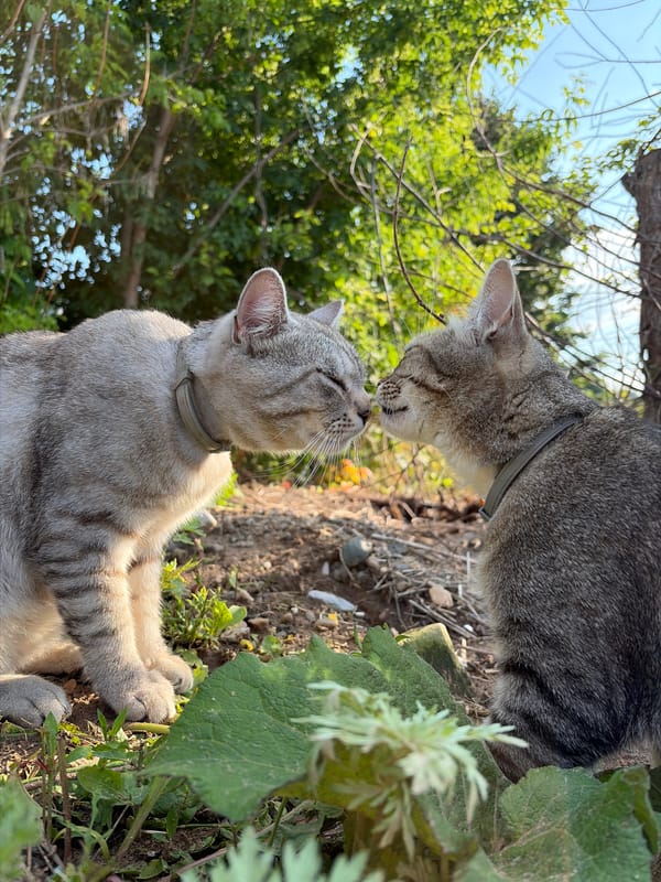 Cats and a river cruise ship spotted in rural Russia