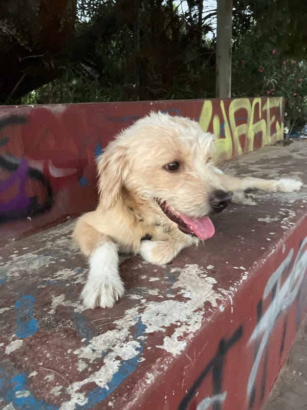Two dogs chilling on concrete, seconds apart