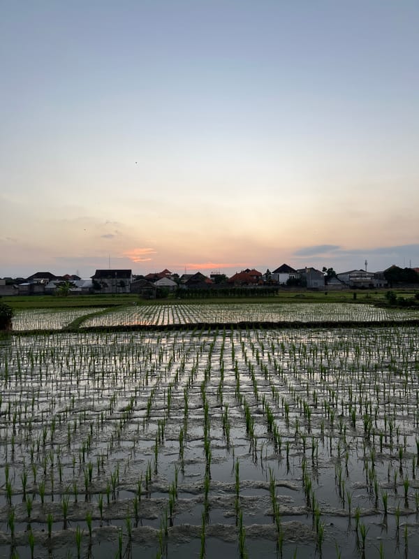Morning scenes from Mengwi rice paddies and village life