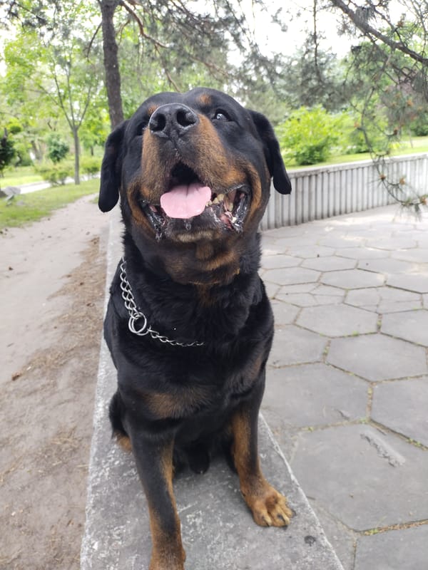 Woman documents park outing with Rottweiler in Ukraine