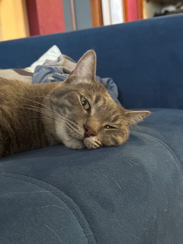 Gray tabby kitten spotted playing indoors in Krasnoyarsk