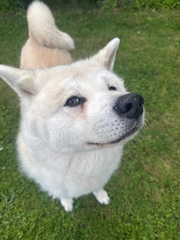 Akita dog filmed playing in Wattrelos yard