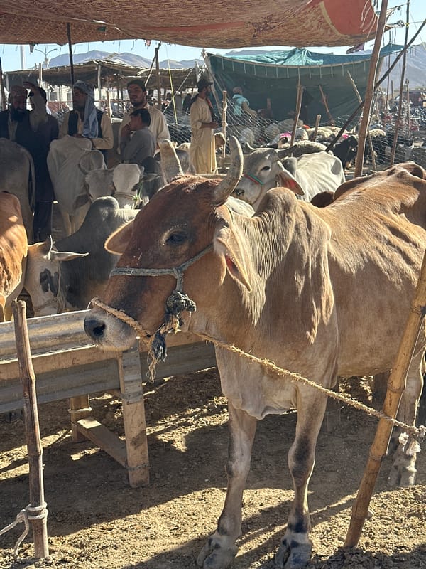 Busy livestock market operates in Quetta, Pakistan