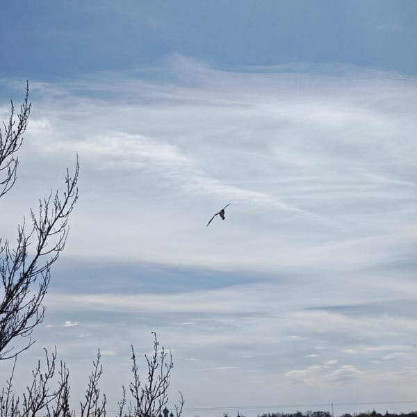 Spring morning moments captured across Rostov, Russia