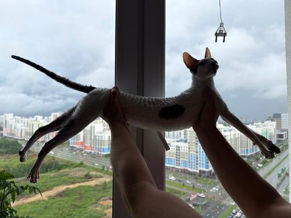 Cats at home, coffee beans, and a cloudy city skyline
