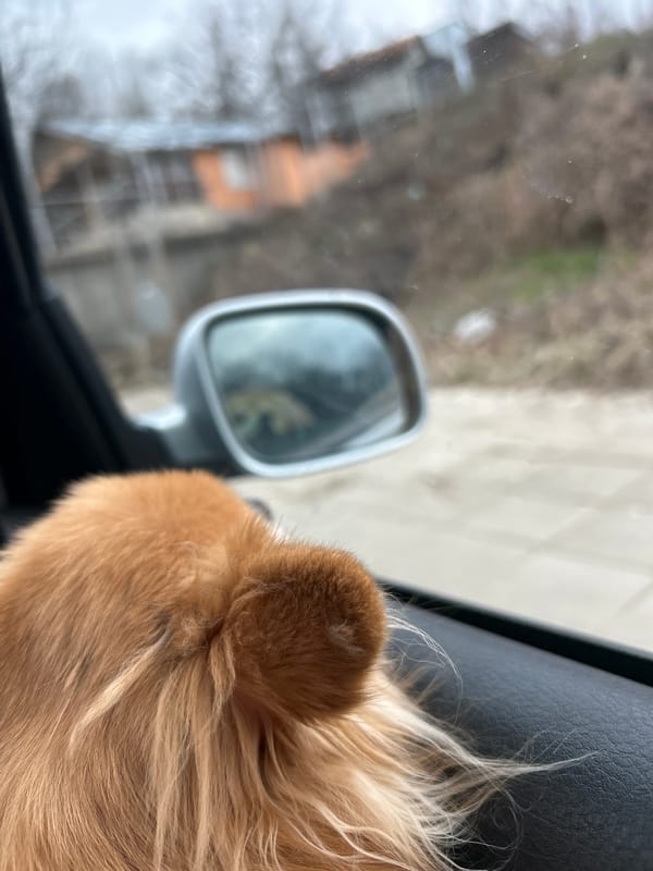 Orange cat travels by car in Bulgarian town