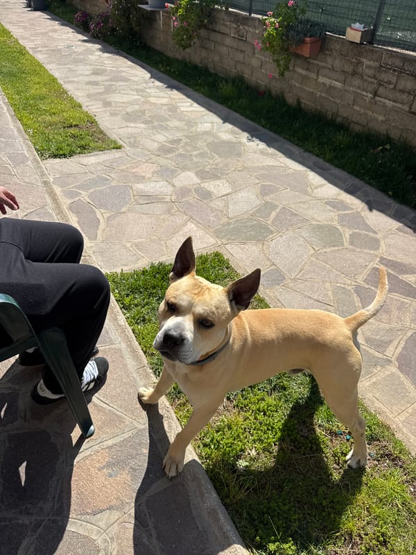 Person and dog enjoy quiet morning moments on Italian patio