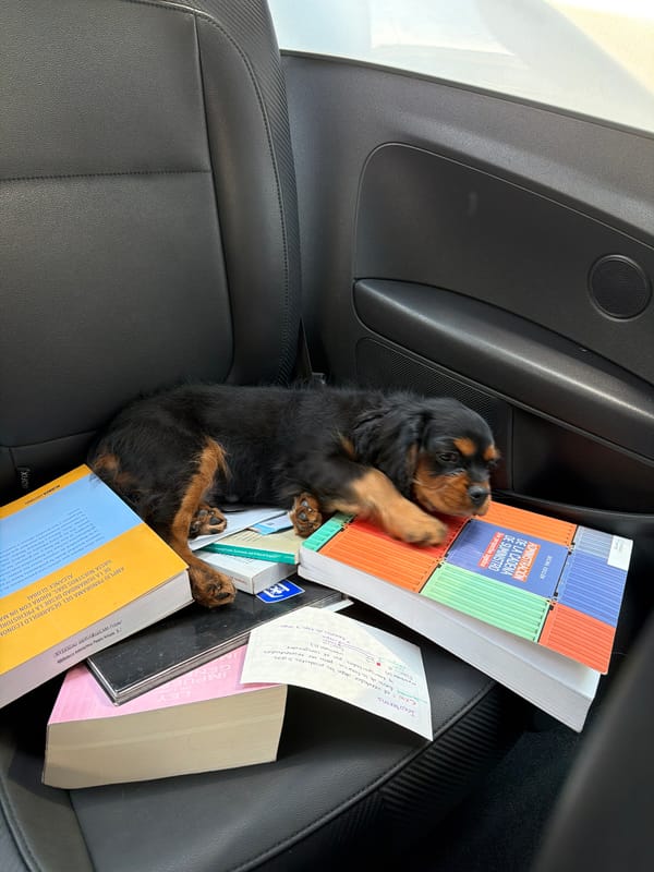 Spaniel puppy naps in car with books in Puebla