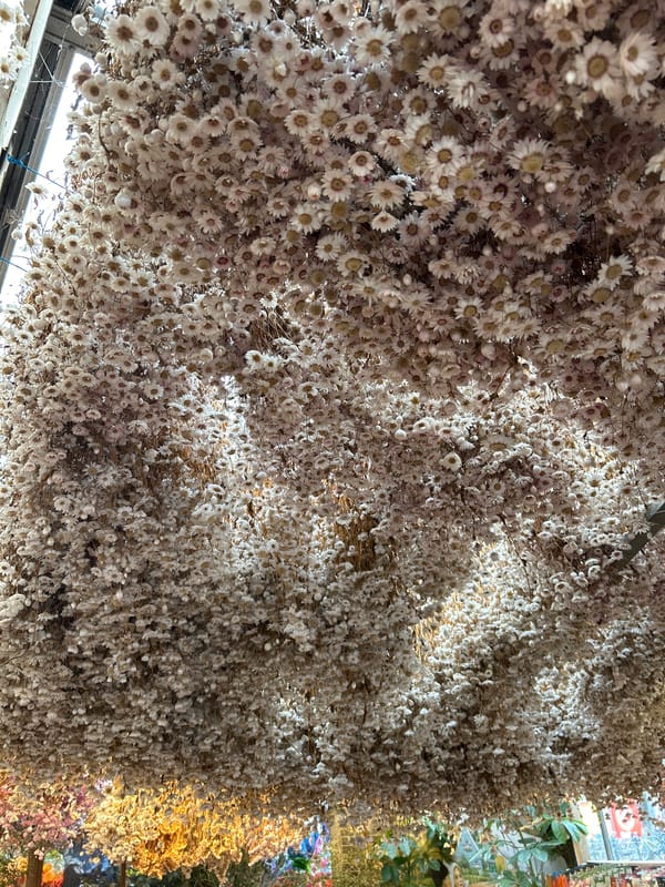 Amsterdam witnesses capture flowers and Munttoren under grey skies