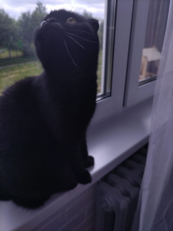 Quiet cat moments: gray cat on blue blanket, black cat on windowsill
