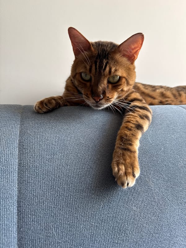 Bengal cat antics and Sochi street life on a June morning