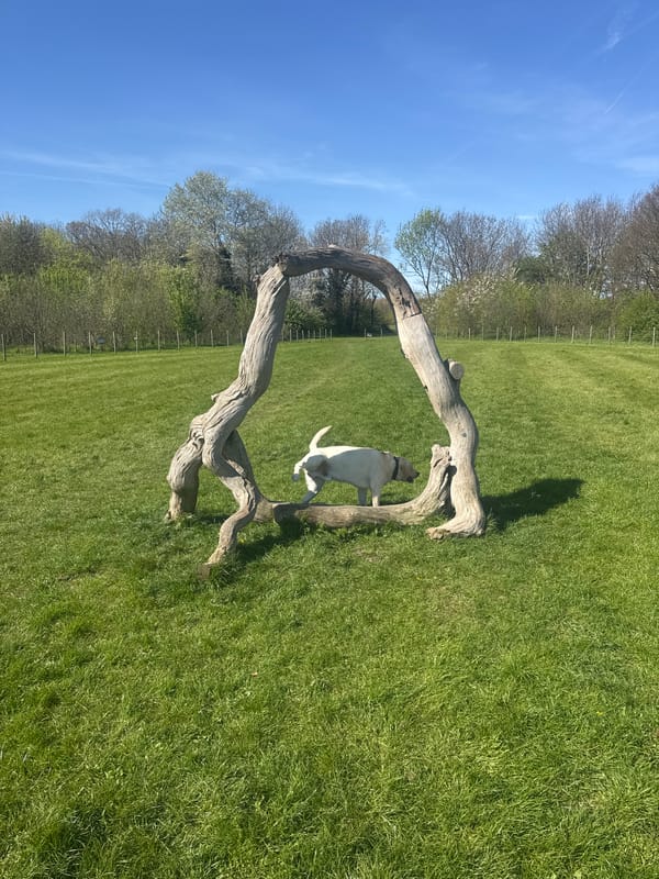 White Labrador jumps through tree branch archway in London field