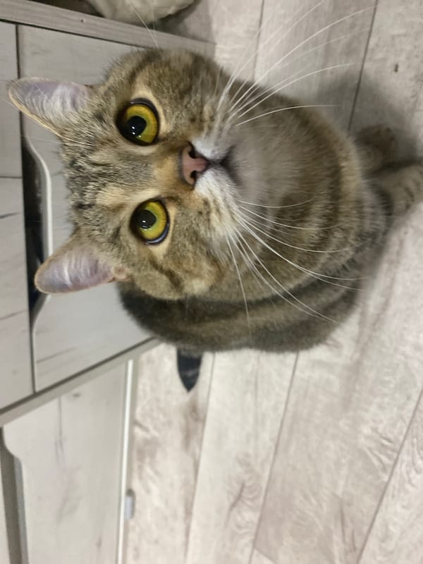 Household pets observed together on wooden floor
