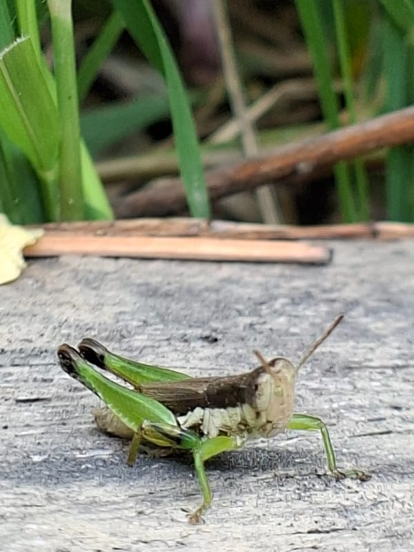Morning macro photography session captures insects, flora in Kutaglumpang