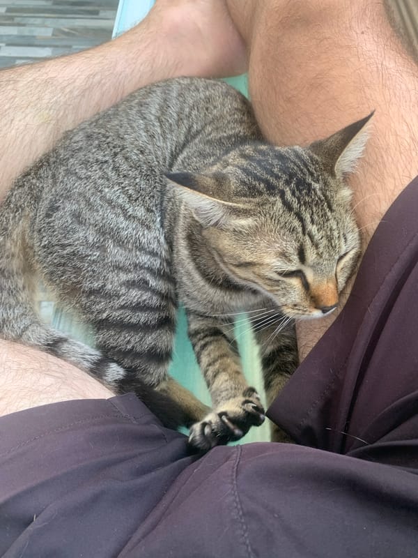 Tabby cat naps on a lap in a Ko Samui hammock