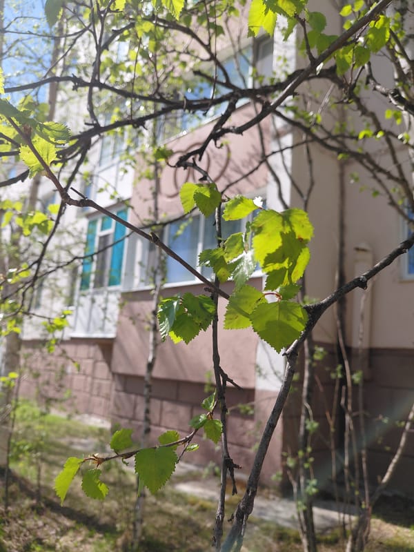 Spring foliage observed on tree branches in Nadym, Russia