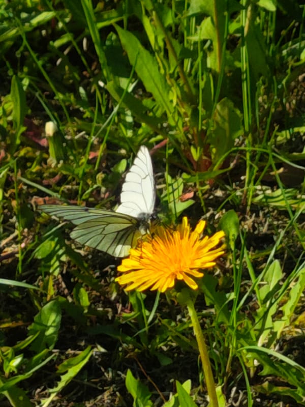 Nature and industry coexist in brief morning observations