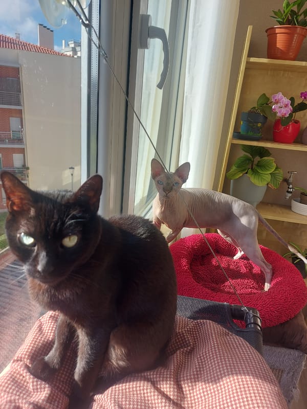 Quiet domestic moments with cats captured in Figueira da Foz