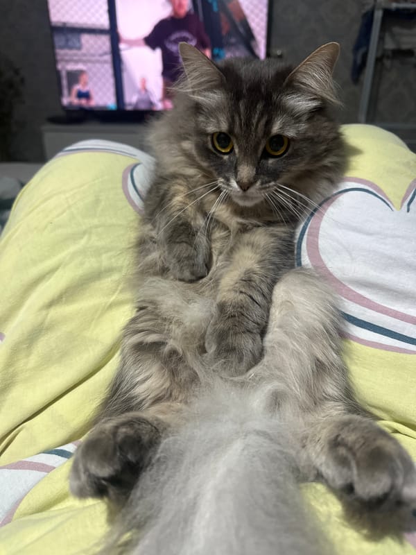 Grey tabby cat lounging on a yellow blanket in Rybinsk
