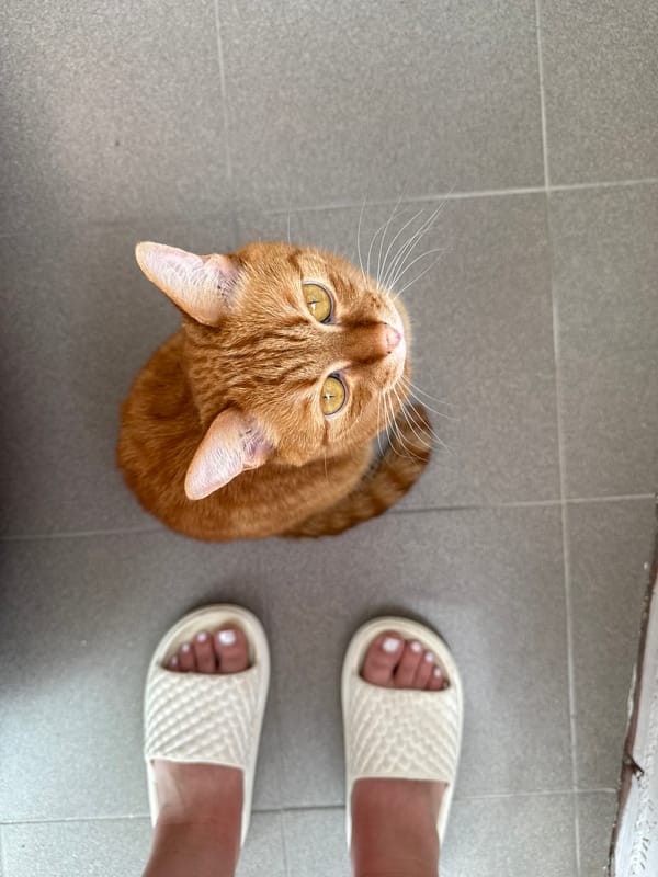 Morning routine with orange tabby cat documented in Vologda