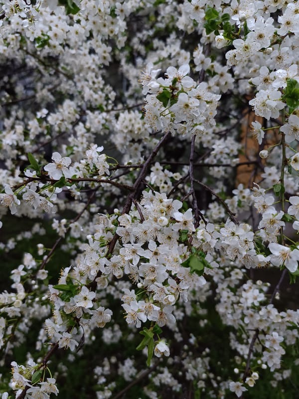 Spring blossoms and urban path scenes captured in Pleven