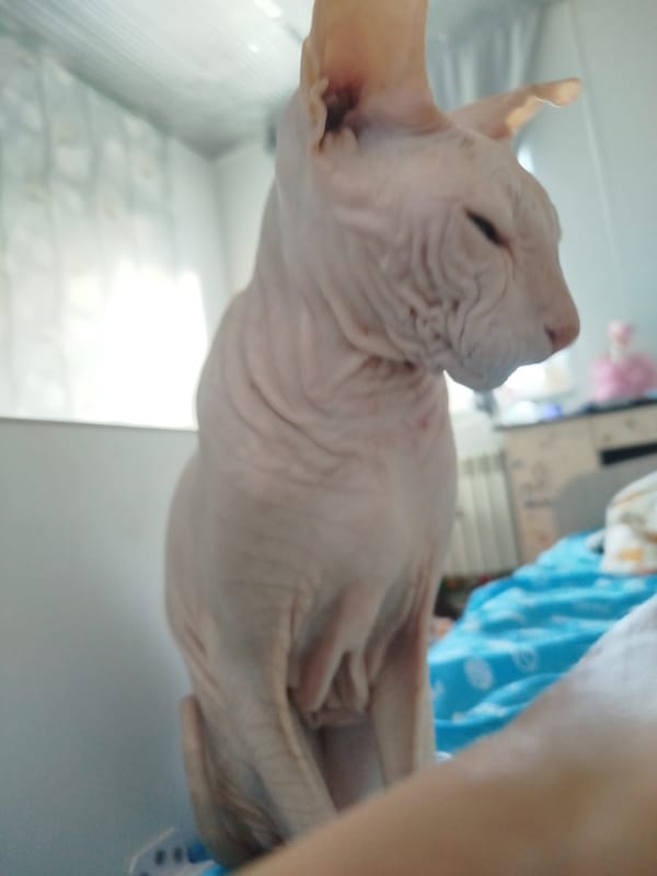 Sphynx cats, a curious kid, and quiet home life in Zavodoukovsk