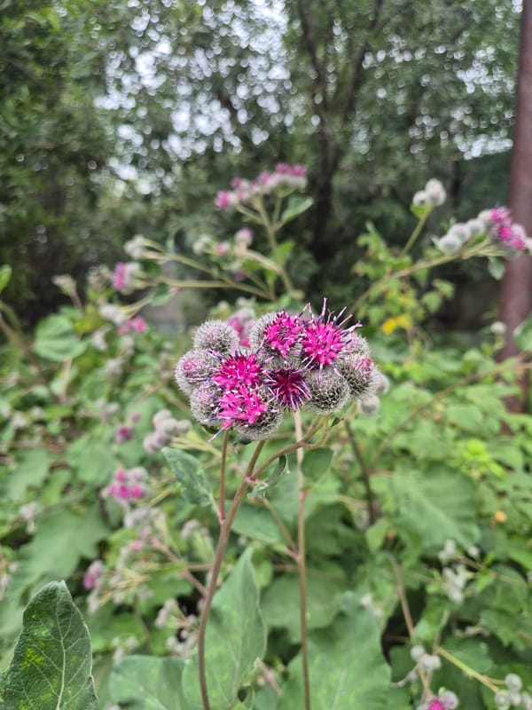 Wildflowers in bloom, Nizhnevartovsk summer