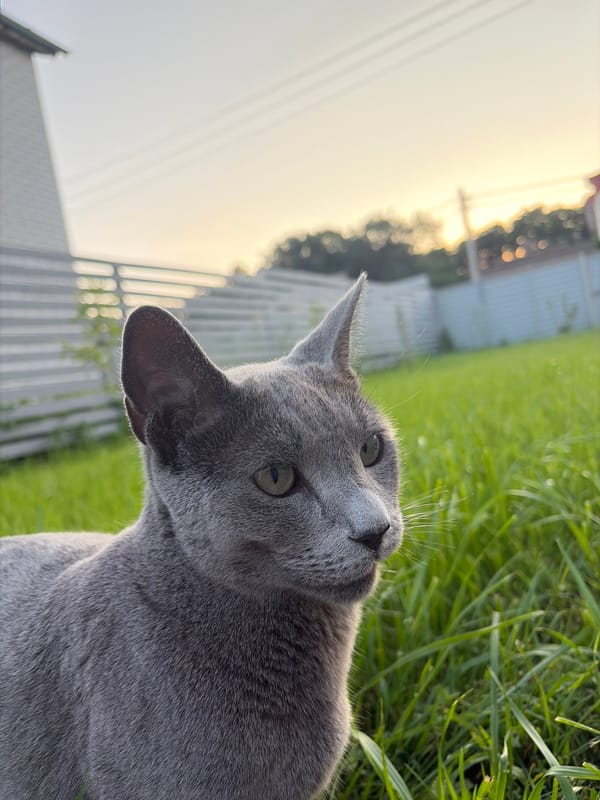 Russian Blue cat photographed from multiple angles in a backyard