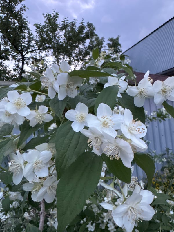 Spring blooms and residential life documented in Shcherbinka, Russia