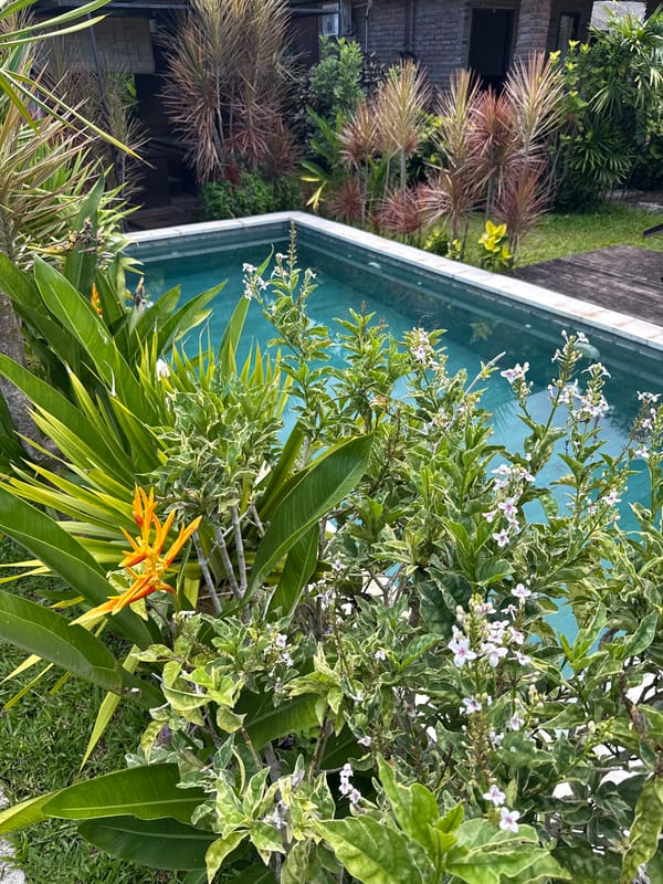Tropical garden with flowering plants documented in Kutuh, Indonesia