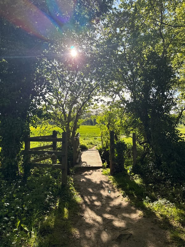 Spring afternoon woodland path captured in North Hertfordshire