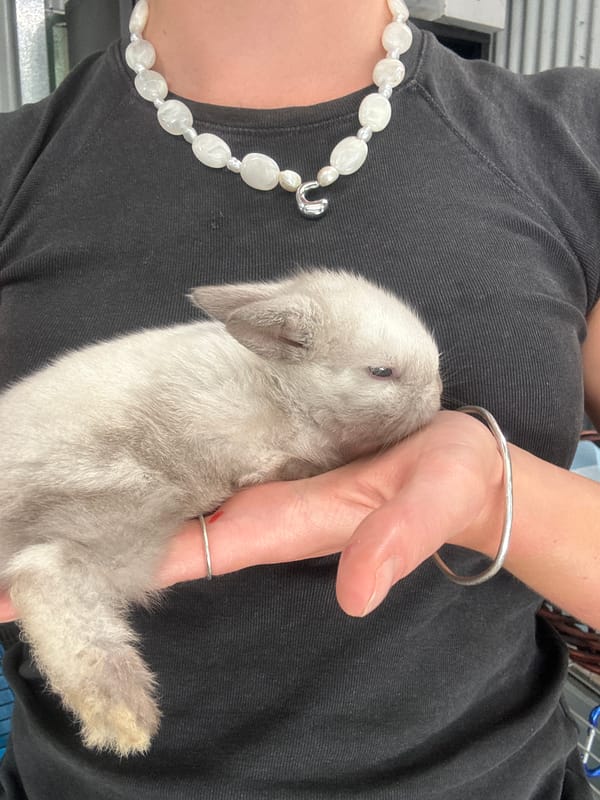 Person handles rabbit, ducks observed in Russell Vale predawn