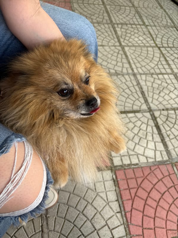Hanging out in a Panagyurishte backyard with a Pomeranian