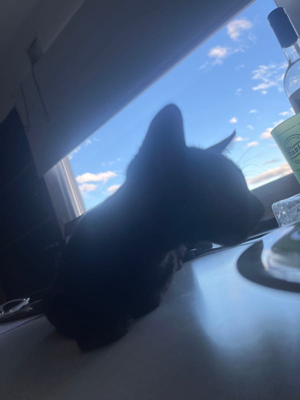 Black cat watches cloudy skies from Ushuaia counter