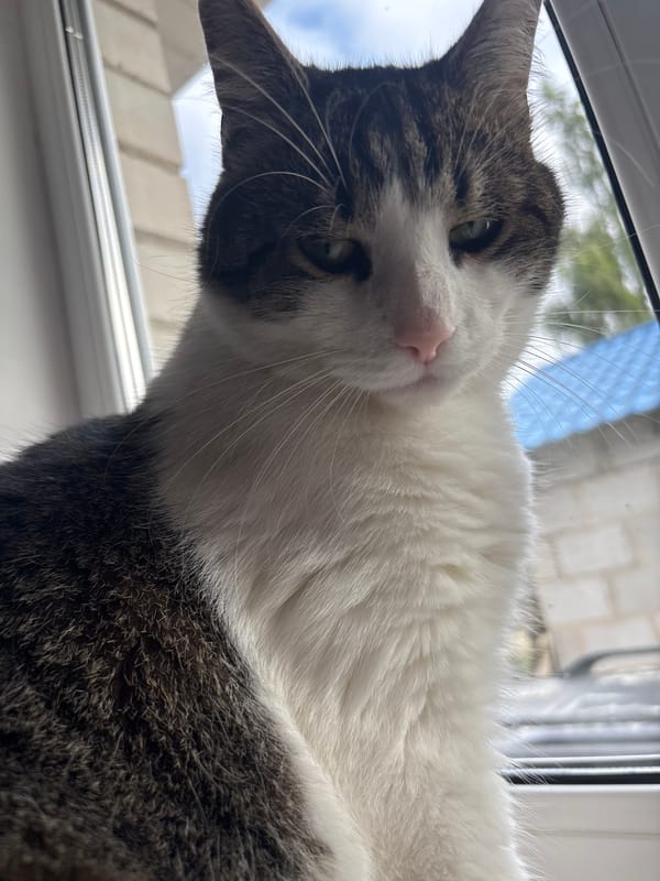 Tabby cat on a windowsill in Kapyĺ, various angles